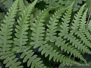 Top side of developing fertile frond